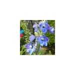6 x pied d'alouette belladone - delphinium 'piccolo' - godet 9x9 cm