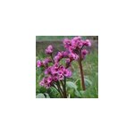 6 x plante des savetiers - bergenia cordifolia - godet 9x9 cm