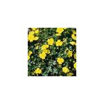 6 x potentille vivace jaune - potentilla aurea - godet 9x9 cm