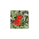 6 x potentille vivace - potentilla atrosanguinea - godet 9x9 cm