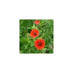 6 x potentille vivace - potentilla 'gibson's scarlet' - godet 9x9 cm