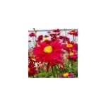 6 x pyr�thre - tanacetum 'robinson's red' - godet 9x9 cm