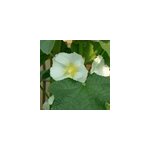 6 x rose tr�mi�re - alcea rosea 'alba' - godet 9x9 cm