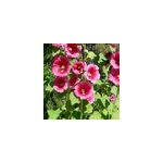 6 x rose tr�mi�re - alcea rosea 'rubra' - godet 9x9 cm