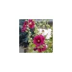 6 x rose tr�mi�re - alcea rosea 'simplex' - godet 9x9 cm
