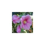 6 x rose tr�mi�re 'rosea ' - alcea rosea 'rosea' - godet 9x9 cm