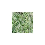 6 x ruban de berg�re panach� jaune - phalaris arundinacea 'picta' - godet 9x9