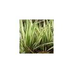 6 x ruban de berg�re panach� - phalaris arundinacea 'feesey' - godet 9x9 cm