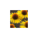 6 x rudbeckia pourpre - echinacea purpurea 'mellow yellows' - godet 9x9 cm