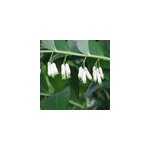 6 x sceau de salomon - polygonatum multiflorum - godet 9x9 cm