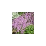 6 x thym serpolet - thymus serpyllum - godet 9x9 cm