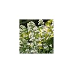 6 x val�riane - centranthus ruber 'albus' - godet 9x9 cm