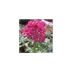 6 x val�riane - centranthus ruber 'coccineus' - godet 9x9 cm
