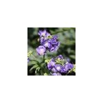 6 x val�riane grecque - polemonium caeruleum - godet 9x9 cm