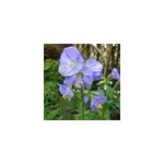 6 x val�riane grecque - polemonium reptans 'blue pearl' - godet 9x9 cm