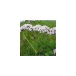 6 x val�riane officinale - valeriana officinalis - godet 9x9 cm