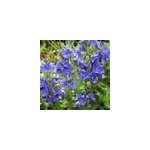 6 x v�ronique d'autriche - veronica austriaca 'knallblau' - godet 9x9 cm