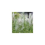 6 x v�ronique en �pis - veronica spicata 'alba' - godet 9x9 cm