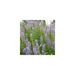 6 x v�ronique en �pis - veronica spicata - godet 9x9 cm