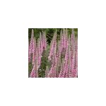 6 x v�ronique en �pis - veronica spicata 'heidekind' - godet 9x9 cm