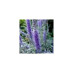 6 x v�ronique en �pis - veronica spicata 'incana' - godet 9x9 cm