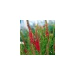 6 x v�ronique en �pis - veronica spicata 'rotfuchs' - godet 9x9 cm