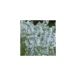 6 x v�ronique gentiane - veronica gentianoides - godet 9x9 cm