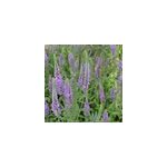 6 x v�ronique � longues feuilles - veronica longifolia 'blauriesin' - godet 9x9