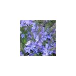 6 x v�ronique prostr�e - veronica prostrata 'blue sheen' - godet 9x9 cm