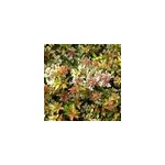 Ab�lie - abelia grandiflora 'kaleidoscope' - 50 - 60 cm pot