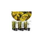 Acacia mimosa arbuste - 3