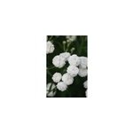 Achill�e 'peter cottontail' taille du pot - en pot de 3 litres