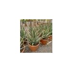 Aloe vera 25 l 80 - 100 cm