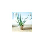 Aloe vera + cache - pot d14