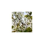 Am�lanchier - amelanchier 'ballerina' - 60 - 80 cm pot
