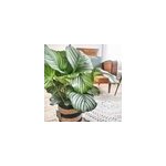 Anna calathea orbifolia et son cache pot