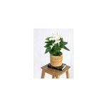 Anthurium blanc