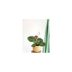 Anthurium crystallium hybride compact Anthurium crystallium hybride compact