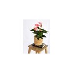 Anthurium pche rose
