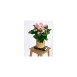 Anthurium rose poudr