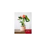Anthurium rouge h55cm