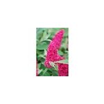 Arbre aux papillons butterfly candy ? little ruby' taille du pot - en pot de 3 l