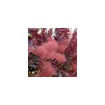 Arbre � perruque - cotinus coggygria 'royal purple' - 60 - 80 cm pot