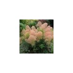 Arbre � perruque - cotinus coggygria 'young lady' - 40 - 60 cm pot
