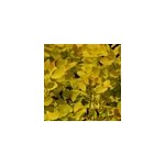 Arbre � perruque 'golden spirit ; ' - cotinus coggygria 'golden spirit' - 40 - 60