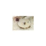 Bague oeil tigre argent 925 manika t52