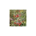 Baie de goji barbarum - pot de 0. 5l