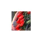 Baie de goji princess tao ; 'fpw03' - pot de 3l