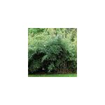 Bambou parapluie - fargesia murieliae 'jumbo' - 50 - 60 cm pot