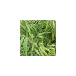 Bambou parapluie - fargesia murieliae 'rufa' - 60 - 80 cm pot